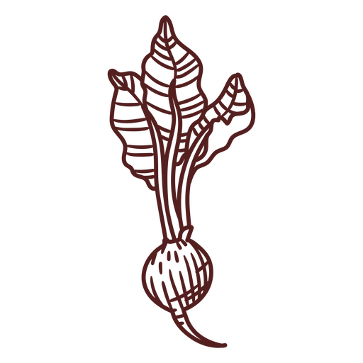 Beetroot with leaves hand drawn PNG Design