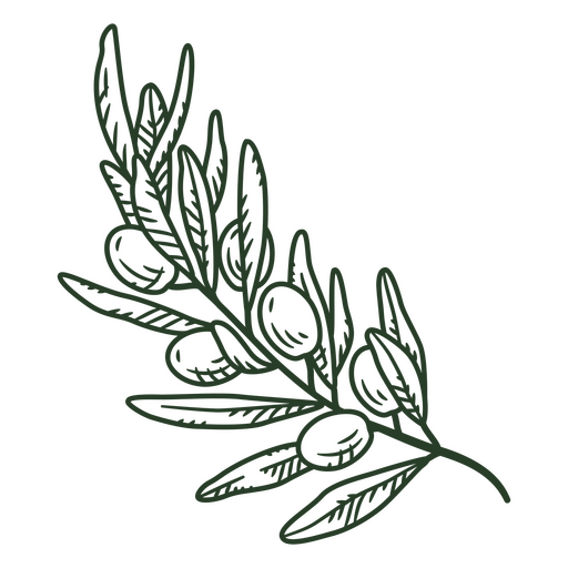 Dibujado a mano rama de olivo verde Diseño PNG
