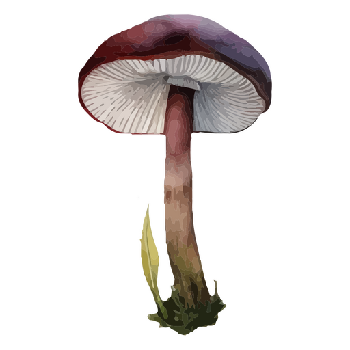Ilustración elegante de un hongo Diseño PNG
