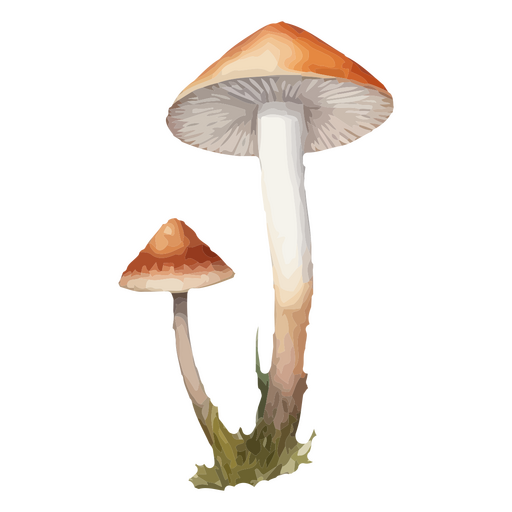 Ilustración artística de naturaleza con diseño de camiseta de hongos vibrantes. Diseño PNG