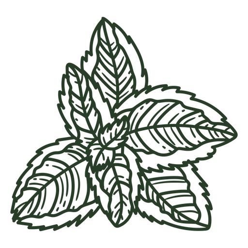 Ilustración intrincada de una hoja de menta Diseño PNG