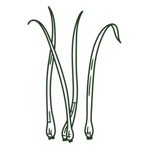 Vier grüne Zwiebeln von Hand gezeichnet PNG-Design