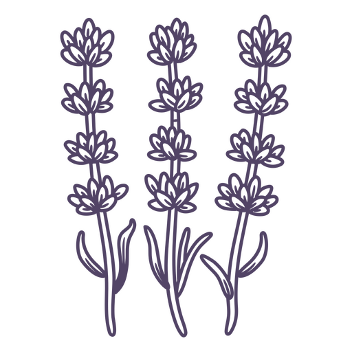 Três flores de lavanda Desenho PNG