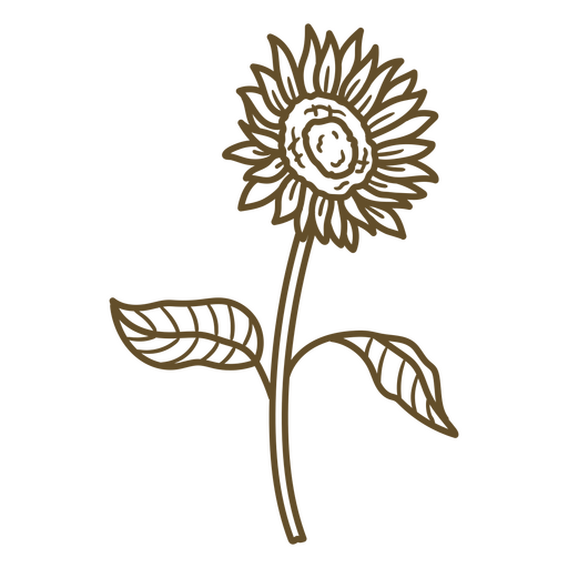 Sunflower with leaves hand drawn PNG Design