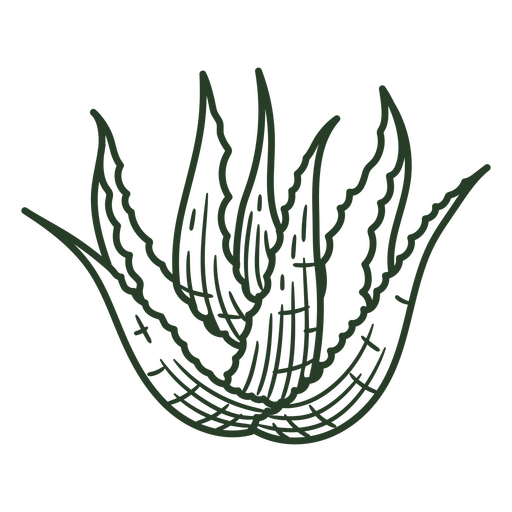 Leaf of aloe vera PNG Design