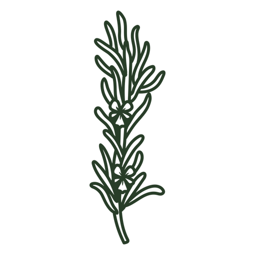 Hand drawn rosemary plant PNG Design