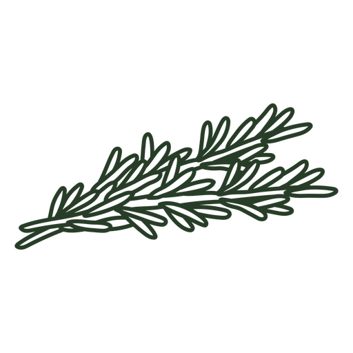 Green sprig of rosemary PNG Design