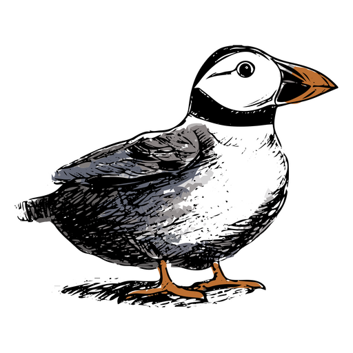 Drawing of a puffin PNG Design