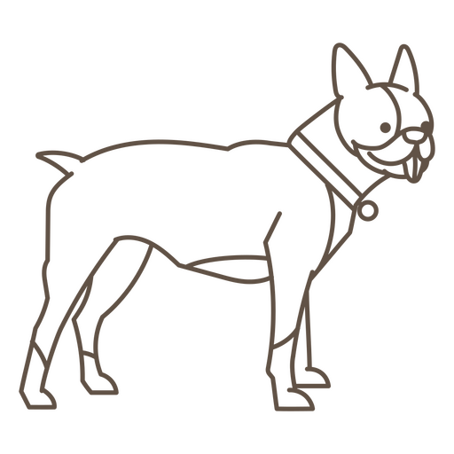 Boston terrier dog standing PNG Design