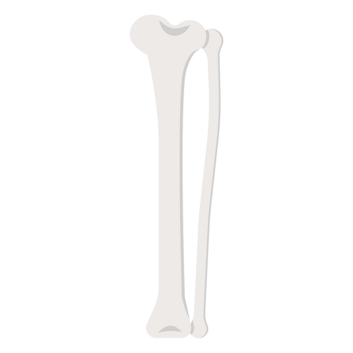 Knochen wird gezeigt PNG-Design