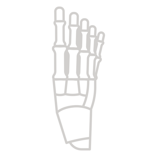 Dargestellt ist das Skelett eines Fußes PNG-Design