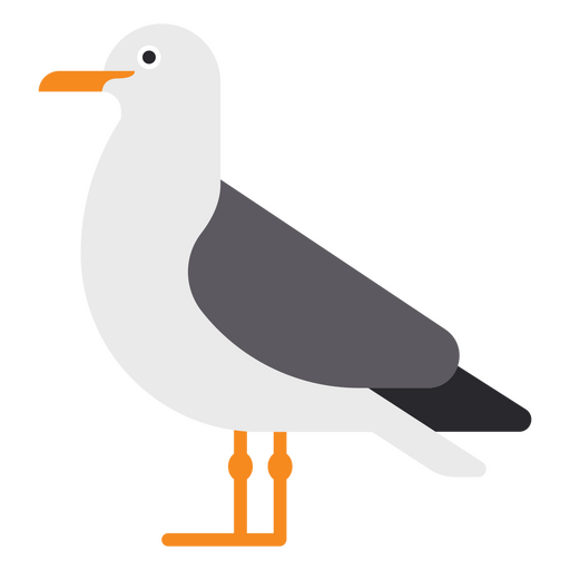 Gaivota em pé Desenho PNG