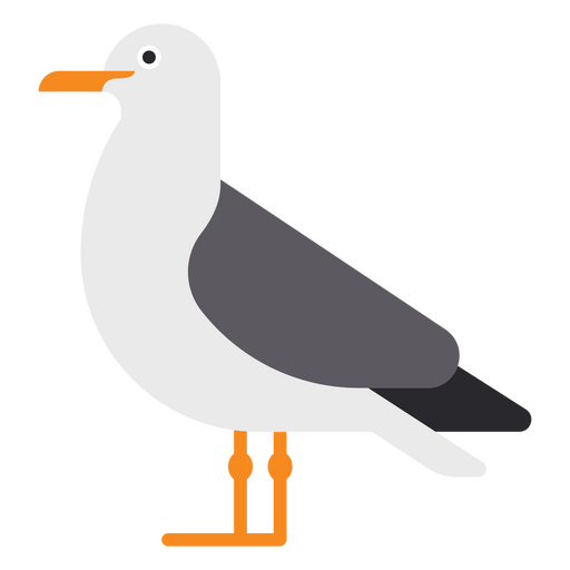 Seagull standing PNG Design