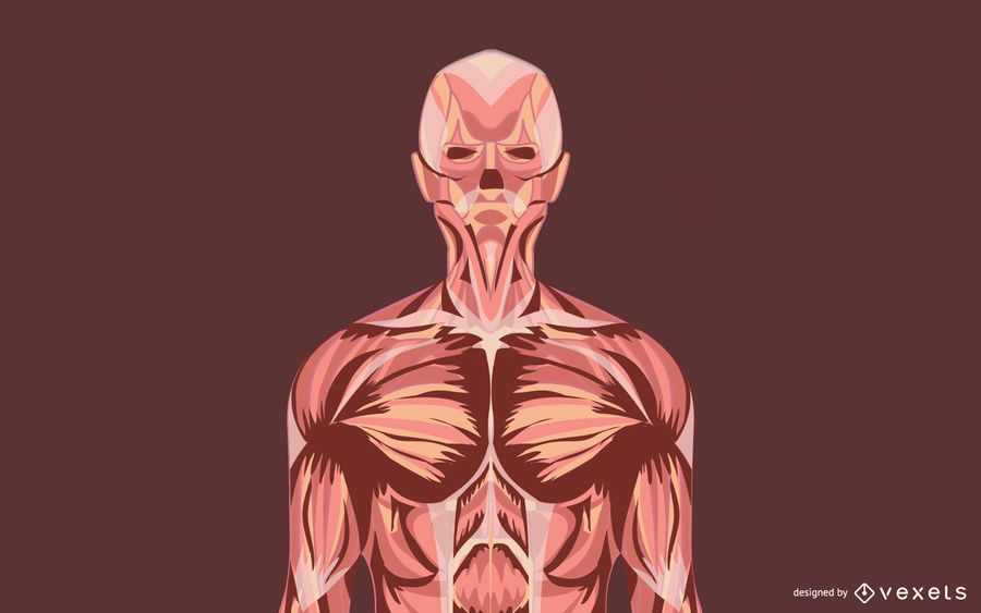 Anatomical Grungy Illustration Vectors Anatomical Grungy Illustration Vectors