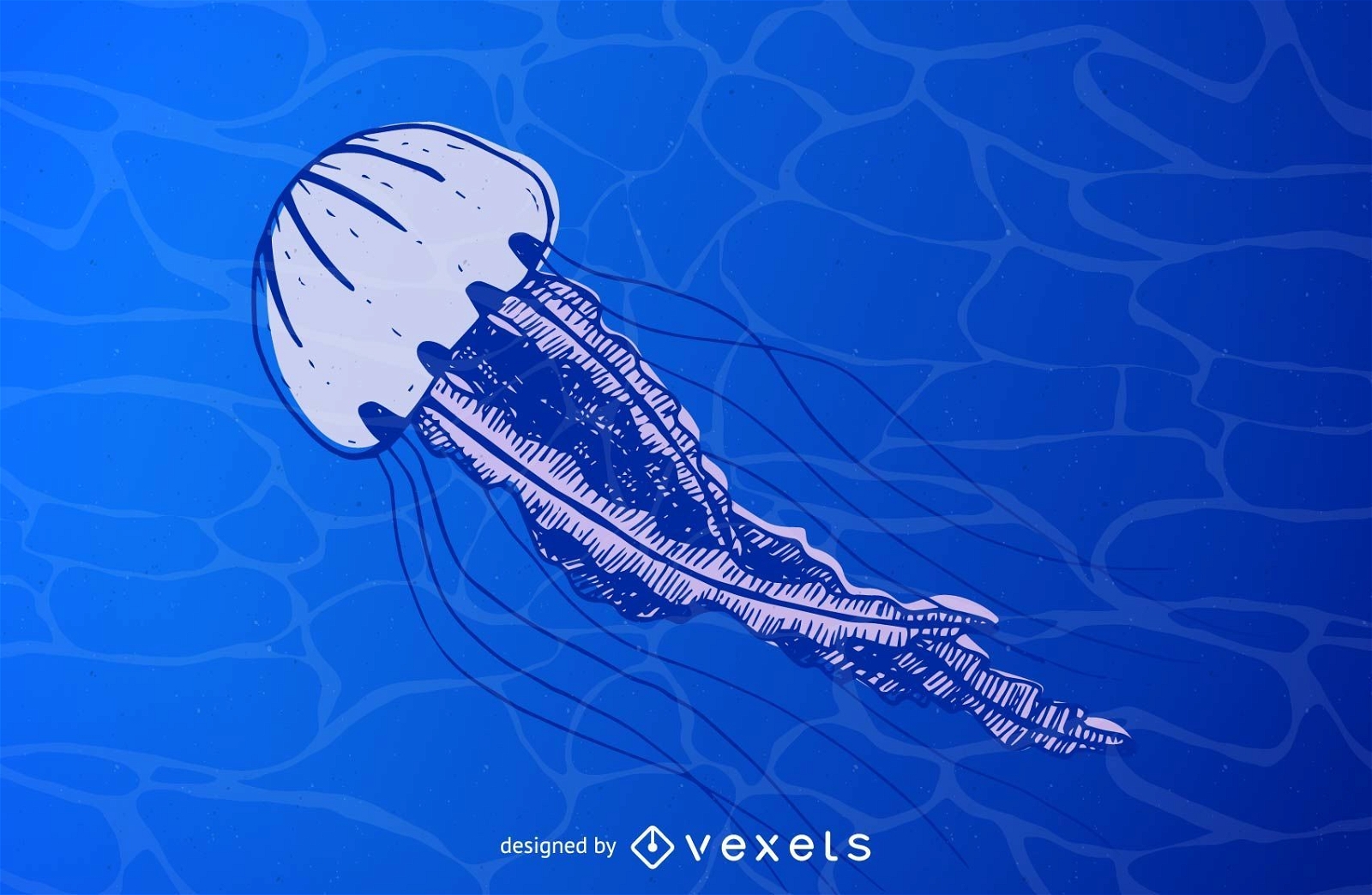 Vector de medusas