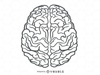 Vector cerebro humano Vector cerebro humano