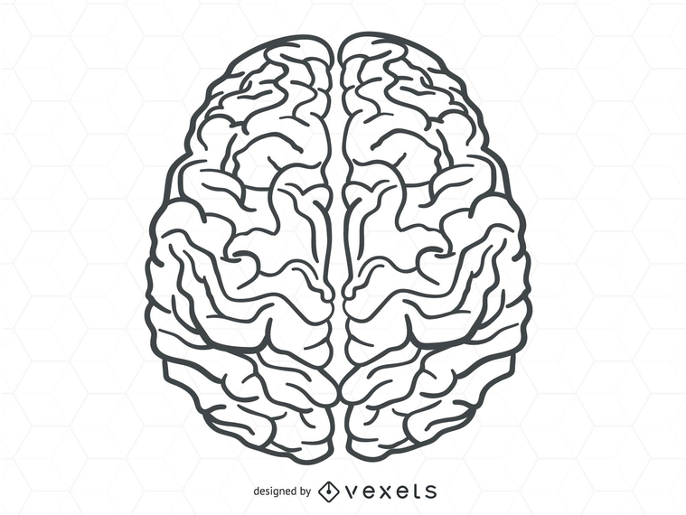 Vector cerebro humano Vector cerebro humano