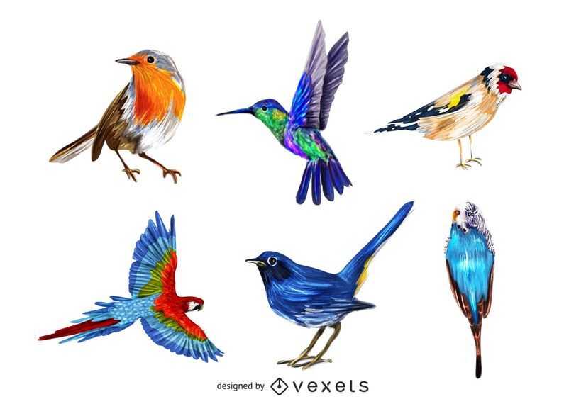Realistische bunte Vogelpackung Realistische bunte Vogelpackung