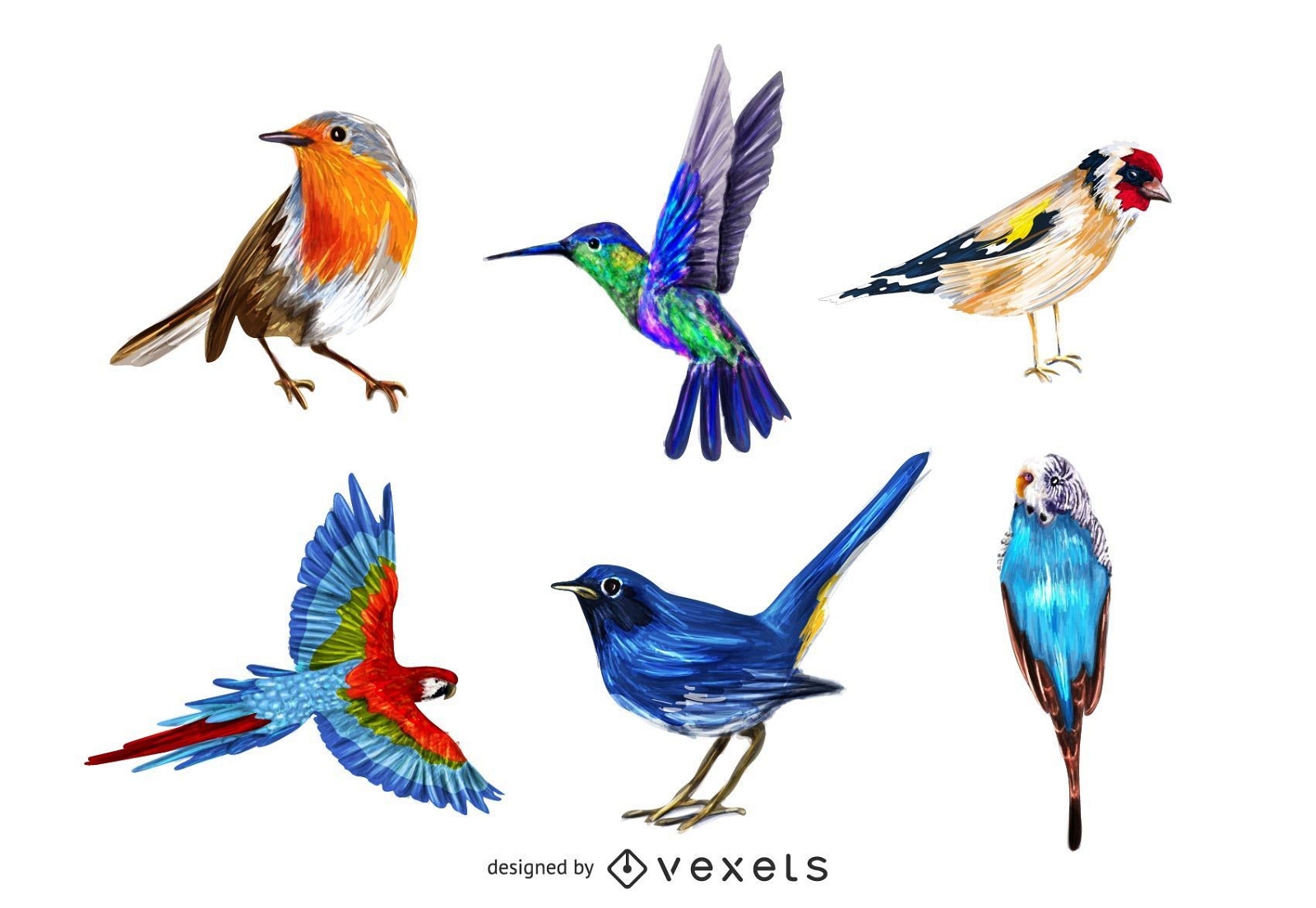Pacote de pássaros coloridos realistas