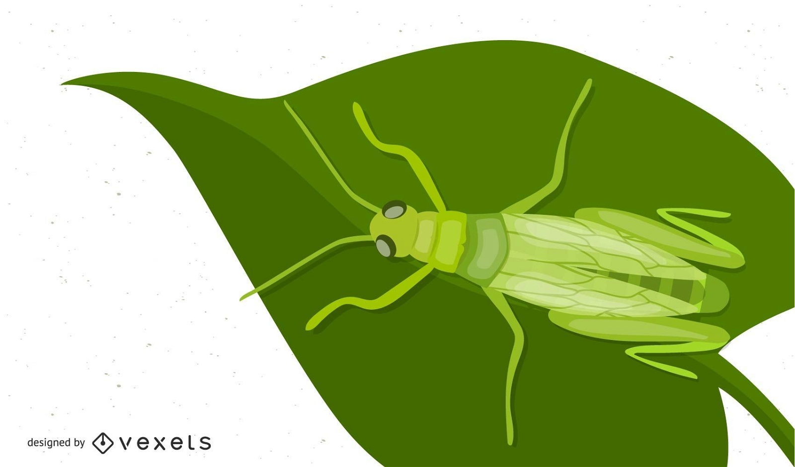 Grünes Heuschrecken-Insekt