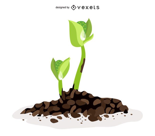 Semillas de brotes verdes realistas Semillas de brotes verdes realistas