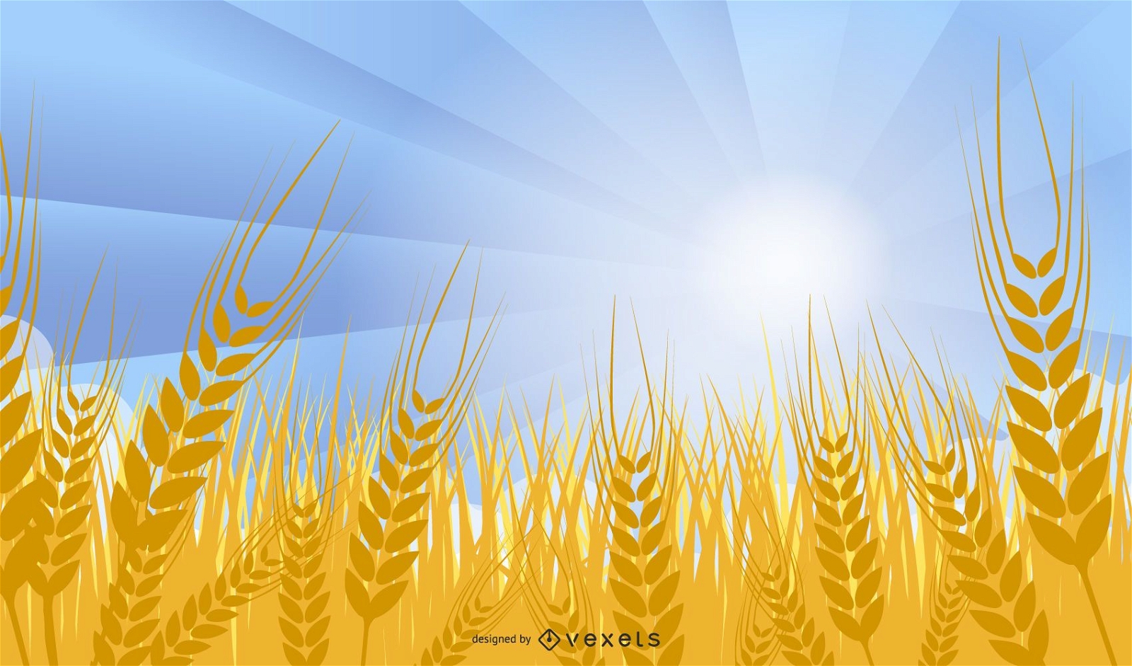 Campo de trigo estilo descolado em um dia ensolarado