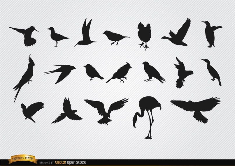 Species of birds silhouettes set Species of birds silhouettes set