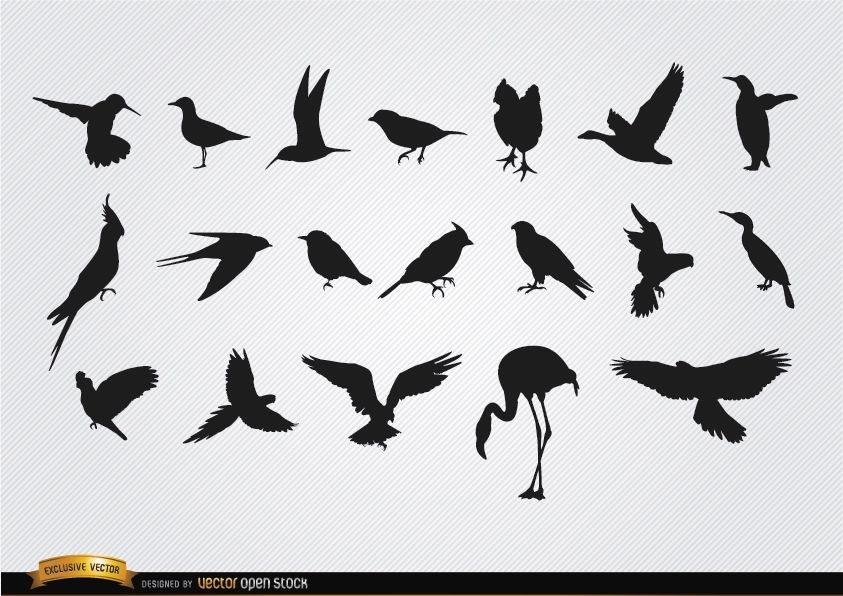 Conjunto de silhuetas de espécies de pássaros
