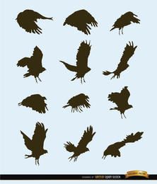 Flying bird motion silhouettes
