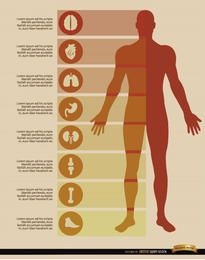 Elementos de infografías del cuerpo masculino
