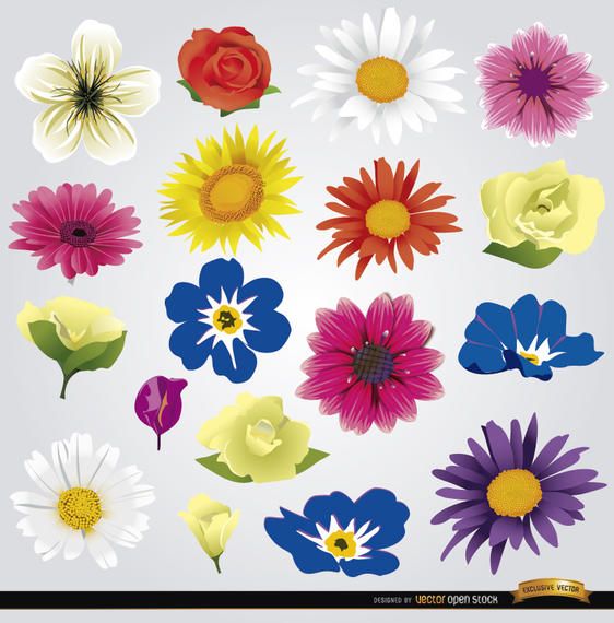 18 species of flowers 18 species of flowers