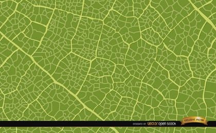Fundo de textura de folha verde