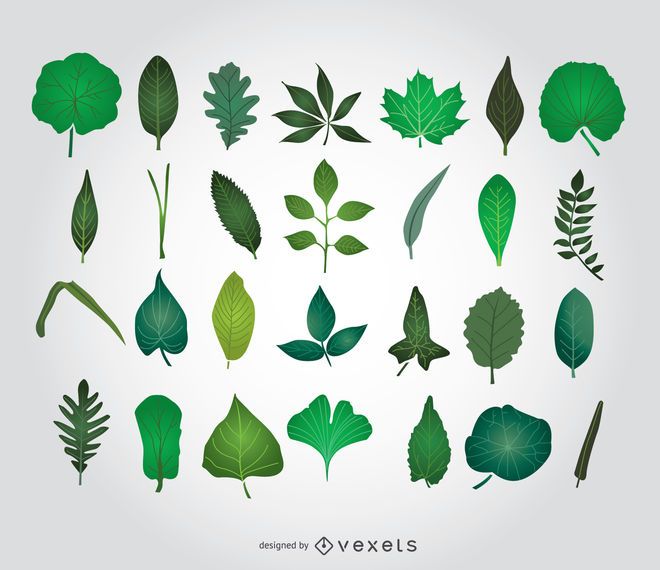 Green Leaves illustrations Green Leaves illustrations