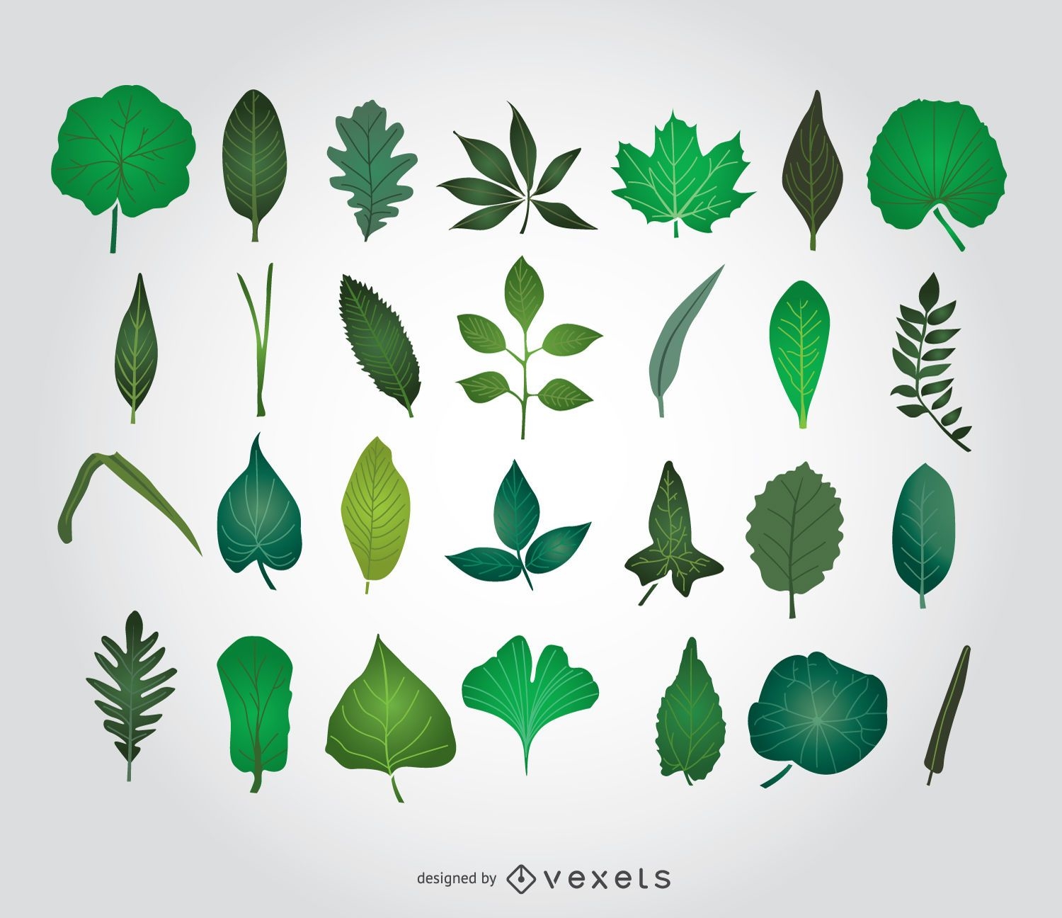 Ilustrações de folhas verdes