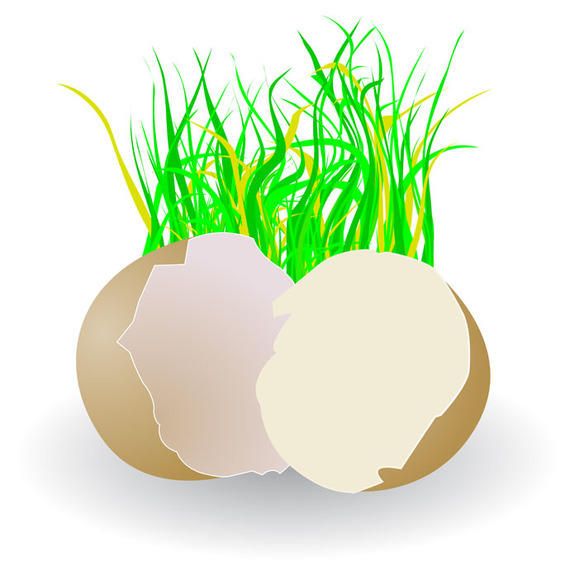 Broken egg and grass Broken egg and grass