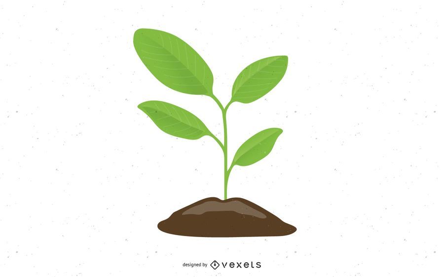 Plant Plant