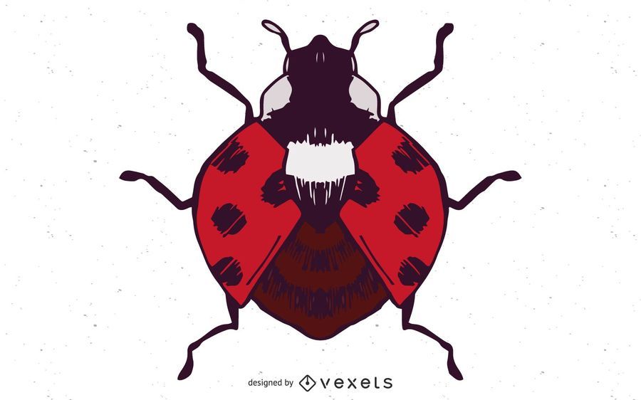 Ladybug Vector Illustration Ladybug Vector Illustration