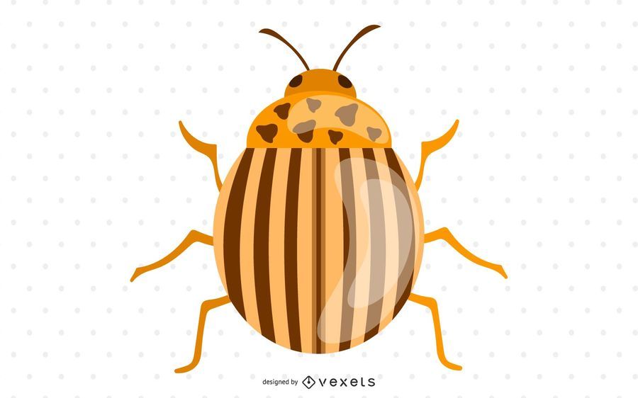 Colorado Potato Beetle Colorado Potato Beetle