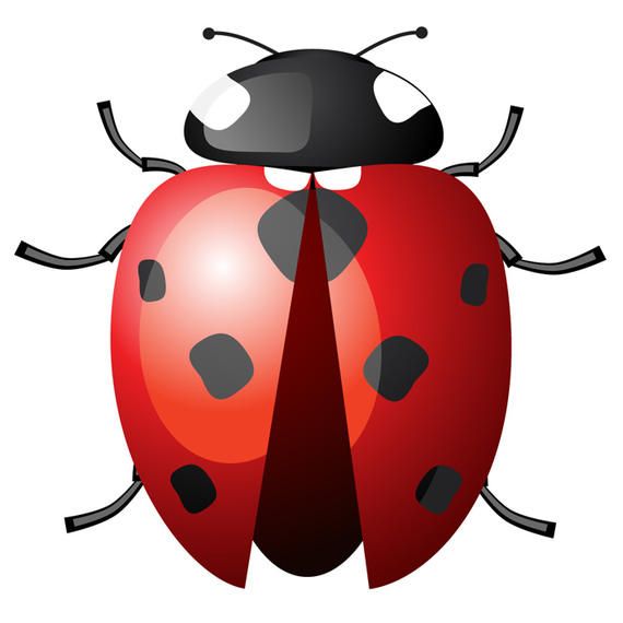 Ladybird with Spread Wings - Vector download