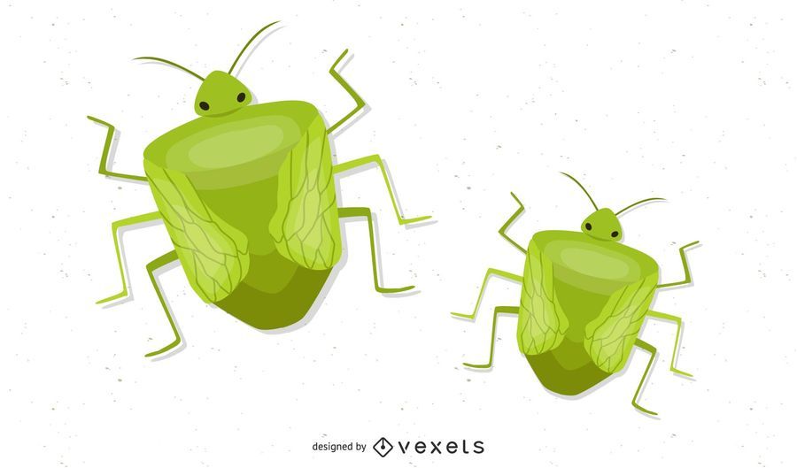 Vector Chinch Vector Chinch