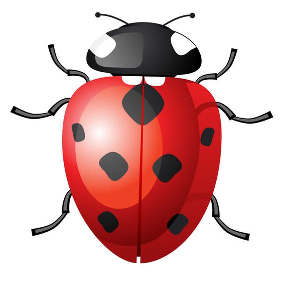 Download Vector Ladybug - Vector download