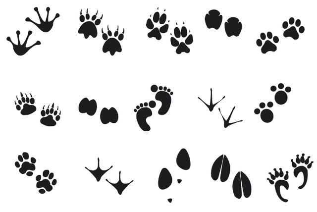 Human Animal Footprints