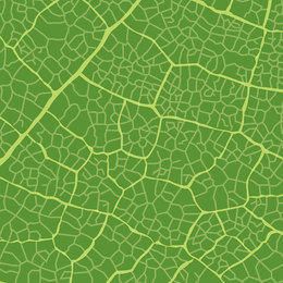 Textura de hoja verde