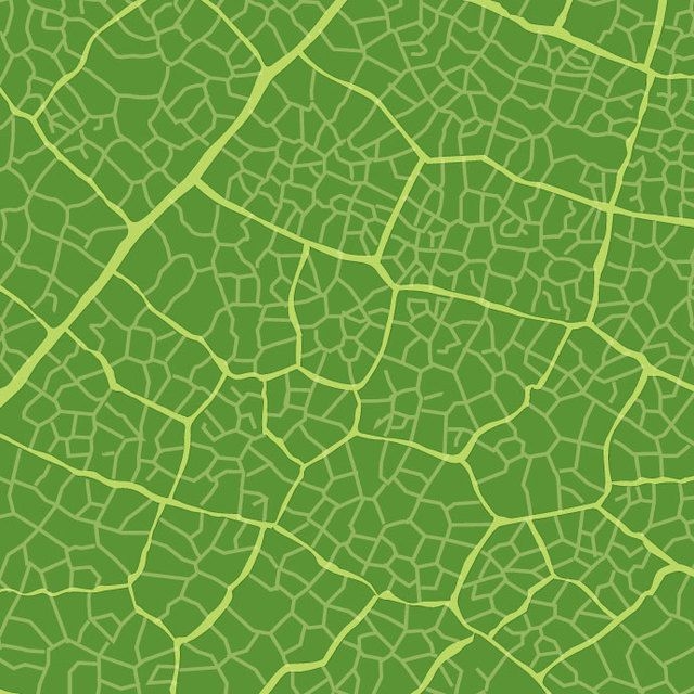 Grüne Blatt Textur