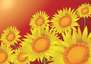 Fondo de girasoles de verano