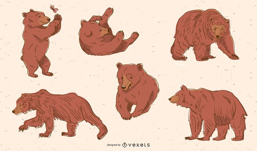 Paquete de oso pardo Paquete de oso pardo