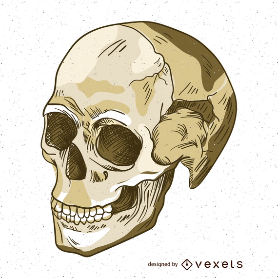 Skull layers illustration Skull layers illustration