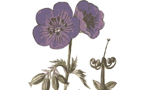 Lilane Blumen