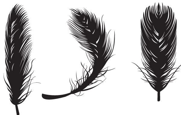 Download Three black feathers - Vector download