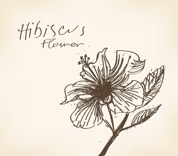 Cartão de flor de hibisco desenhado à mão